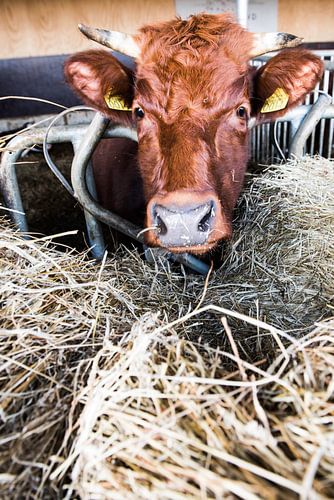 Cows, koeien, boerderij, landleven,