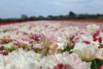 witte tulpen van marit van Deutekom