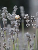 Lavender with snail shell