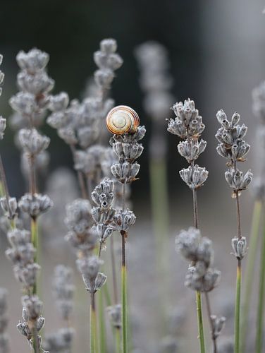 Lavendel met slakkenhuis