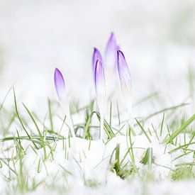 Krokus van Hein Rozema