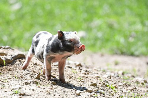 Een klein babyvarkentje in de open lucht