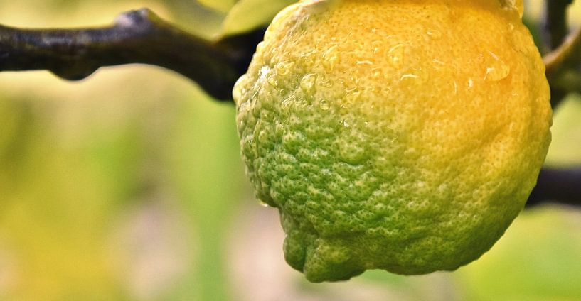 Lemon on tree by Werner Lehmann