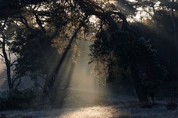Sonnenlicht, das durch die Bäume im Wald scheint