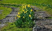 Gros plan de fleurs de jonquilles jaunes dans un parc