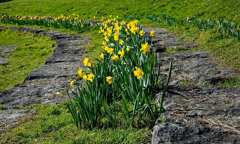 Close up of yellow daffodil flowers in the park by JGL Market
