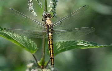Dragonfly in the green by Ulrike Leone