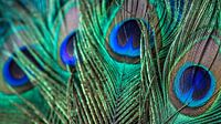 Peacock tailfeather 1