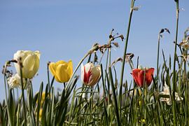 closeup of a white, yellow, ornamental tulip and red tulip by W J Kok