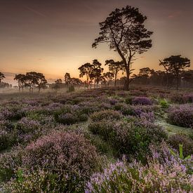 Sonnenaufgang Kalmthoutse Heide von Tom Opdebeeck
