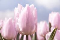 Pink tulip