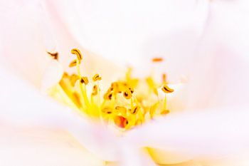 detail van een roos en haar meeldraden