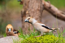 Kernbeißer im Wald am Lemelerberg von Merijn Loch