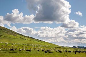 Schafe auf grüner Weide, Neuseeland von Christian Müringer