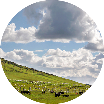 Schapen op groene weide, Nieuw-Zeeland