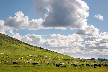 Schapen op groene weide, Nieuw-Zeeland van Christian Müringer