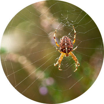 Kruisspin in een spinnenweb met mooie zachte achtergrond van Robin Verhoef