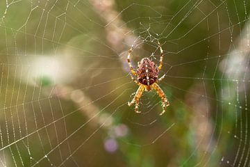 Kruisspin in een spinnenweb met mooie zachte achtergrond van Robin Verhoef