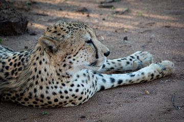 Cheetah in ruste van Nico Hochberger