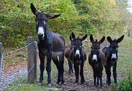 Curious donkeys in Spain by My Footprints thumbnail