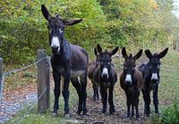 Curious donkeys in Spain