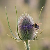 Hommel op een bloeiende kaardebol met dauwdruppels