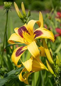Taglilie, Hemerocallis