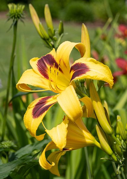 Taglilie, Hemerocallis von Alexander Ludwig