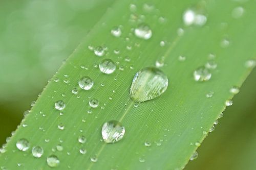 Macro van regendruppels op een grashalm
