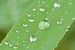 Makro von Regentropfen auf einem Grashalm von Kristof Lauwers
