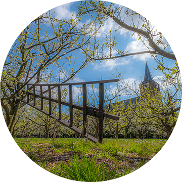 Ladder en kerk bij fruitbomen van Moetwil en van Dijk - Fotografie