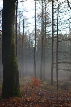 Het bos in de winter van Kim Jansen