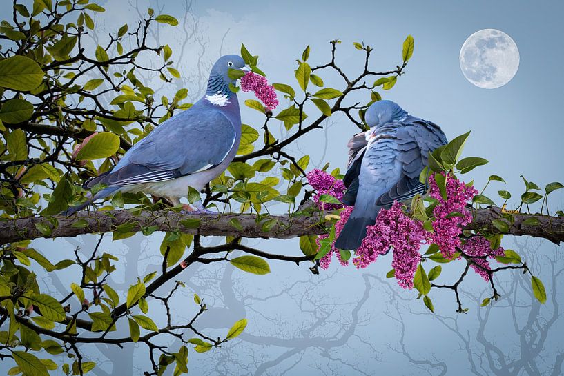 Duiven liefde (Dove Love) van Klaartje Majoor