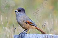Lucky Jay van Karin Jähne thumbnail