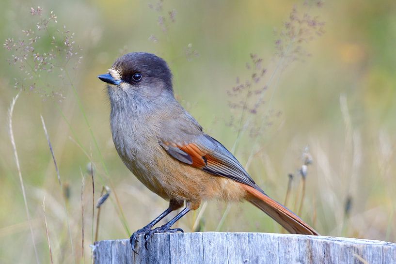 Lucky Jay van Karin Jähne