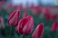 Tulipes hollandaises le matin