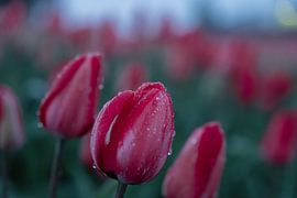 Holländische Tulpen am Morgen von Robert Flierman