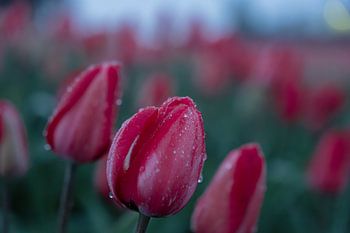 Dutch Tulips in the Morning