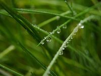 after the rain