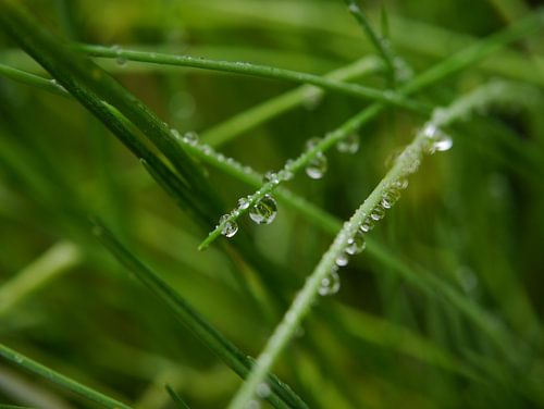 after the rain