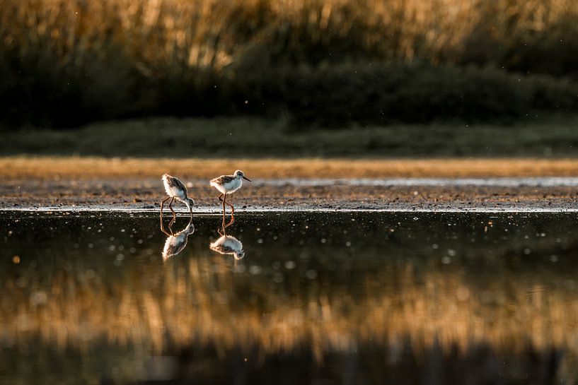 Vogels in Gouden Licht Harmonie aan de Oever van Femke Ketelaar