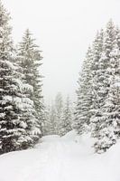 Wandern im Schnee