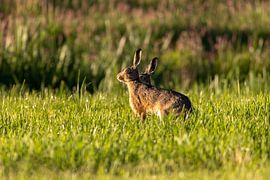 Des lièvres dans un pré