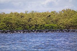 School of flying Cormorants by Jânio Tjoe-Awie