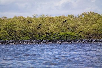 School of flying Cormorants by Jânio Tjoe-Awie