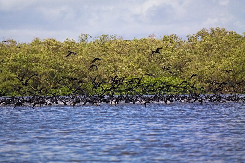 École de cormorans en vol par Jânio Tjoe-Awie