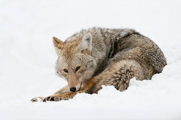 Coyote (Canis latrans) in de winter voor vacht- en lichaamsverzorging, Yellowstone NP, Wyoming, USA. van wunderbare Erde