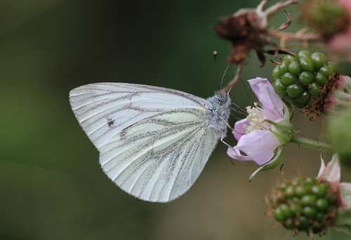 Green-veined White