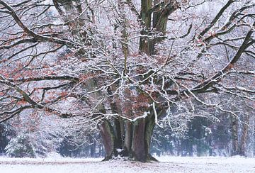 Winter Koning van Joris Pannemans - Loris Photography