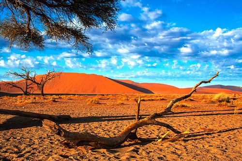 Broken branch in Sossusvlei, Namibia